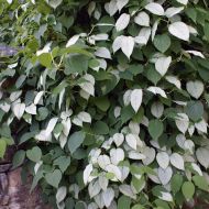 Саджанець Актинідія полігама (чоловіча) в контейнері